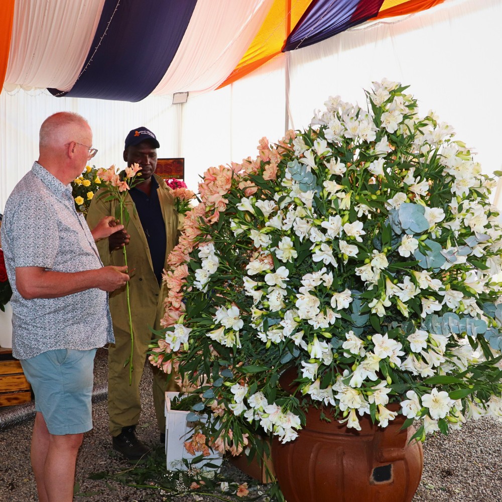 K&ouml;nst Alstroemeria Marks Eight Decades of Breeding Superior Genetics
