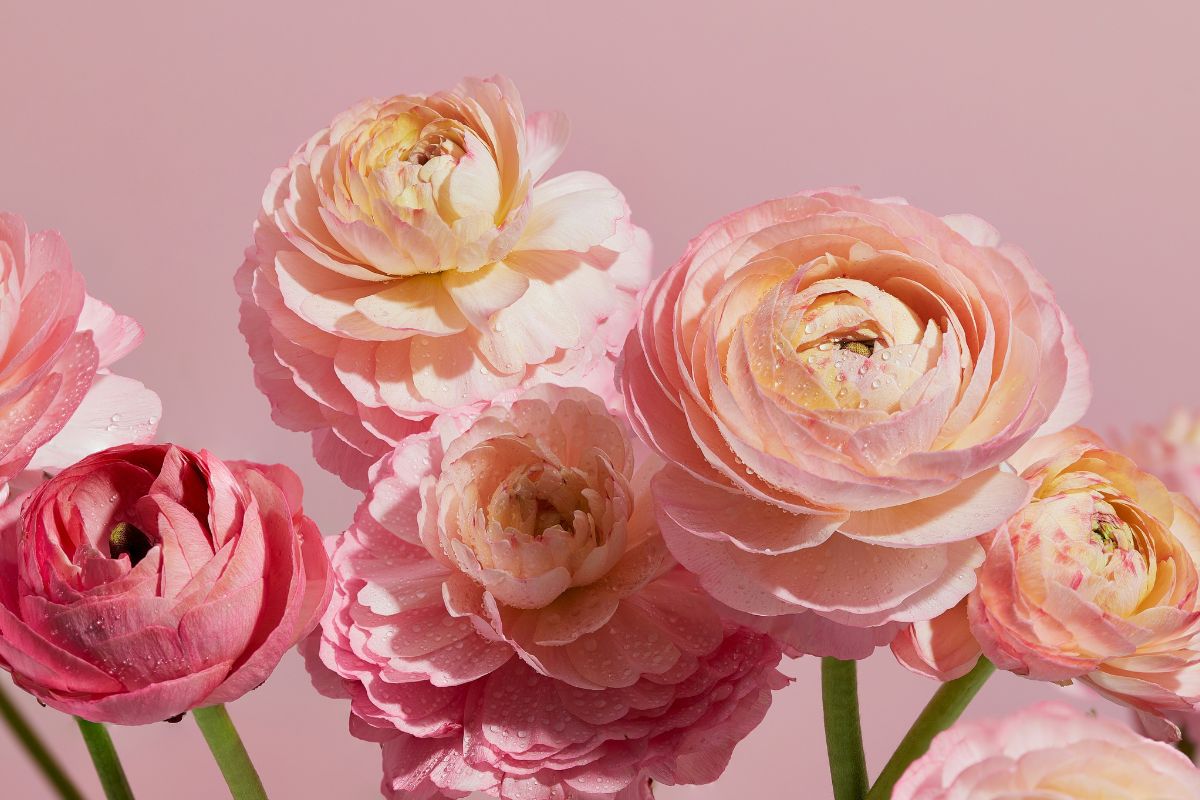 A bunch of pink Ranunculus