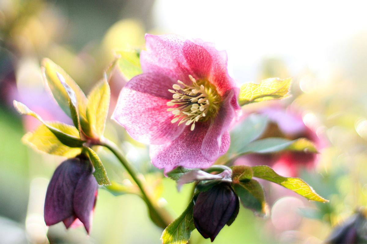 A blooming Hellebore