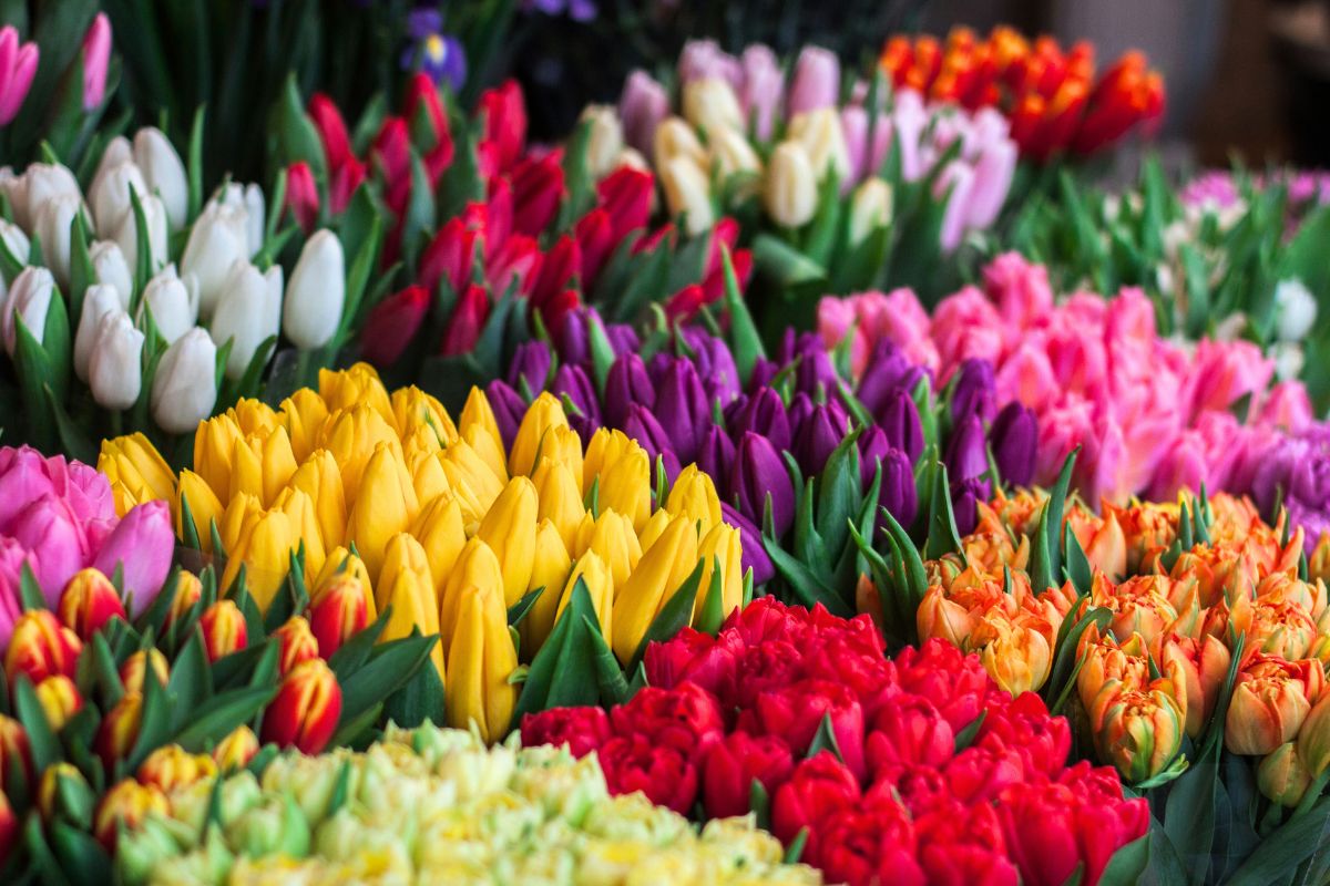A variety of colorful tulips