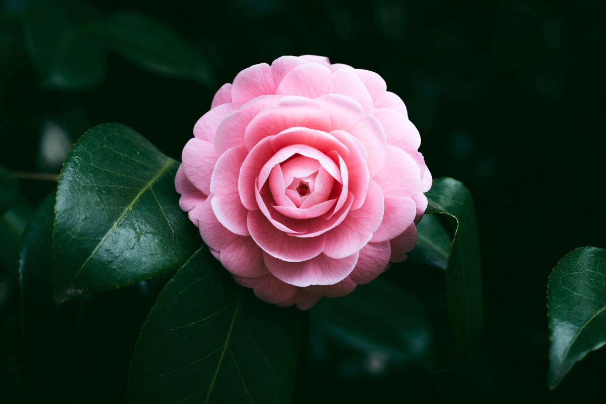 A blooming pink Camellia in the wild