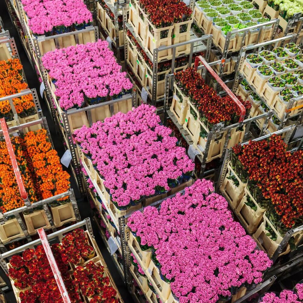 Massive flower crates at Aalsmeer auction