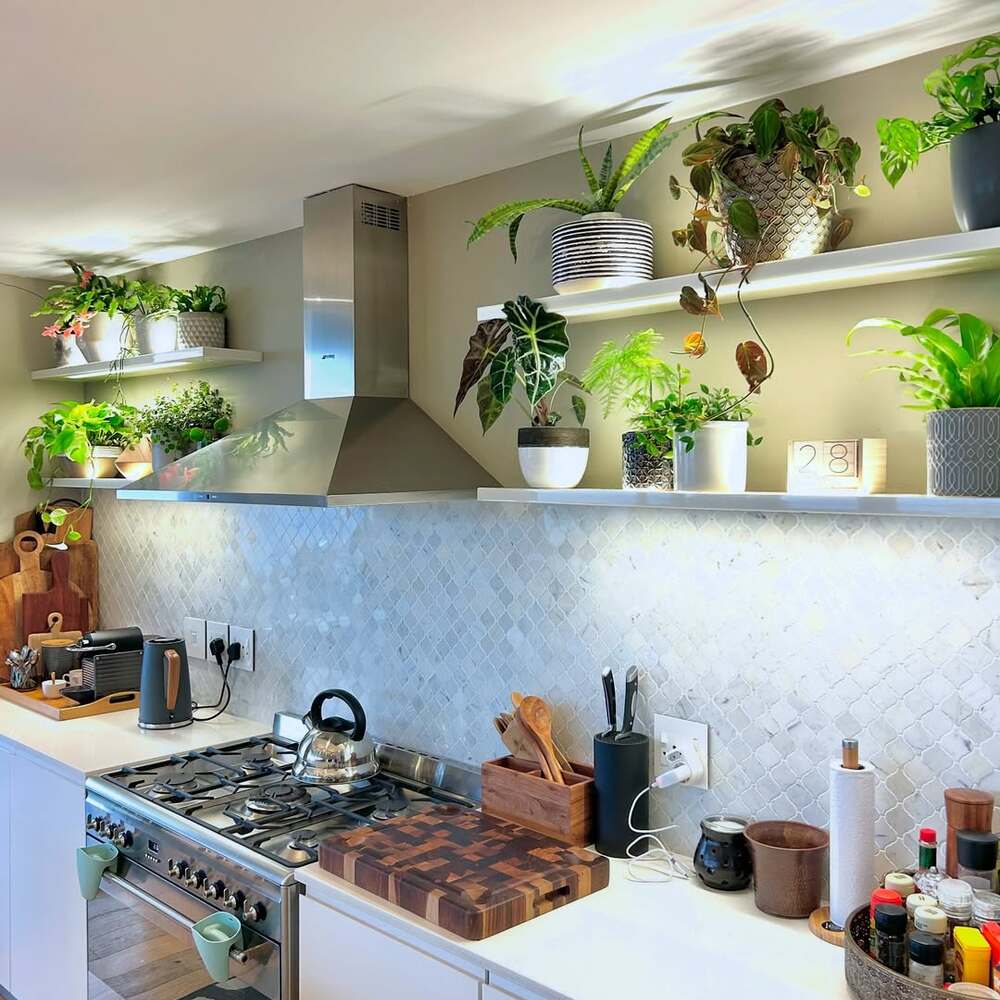 Indoor plants on bright kitchen shelves
