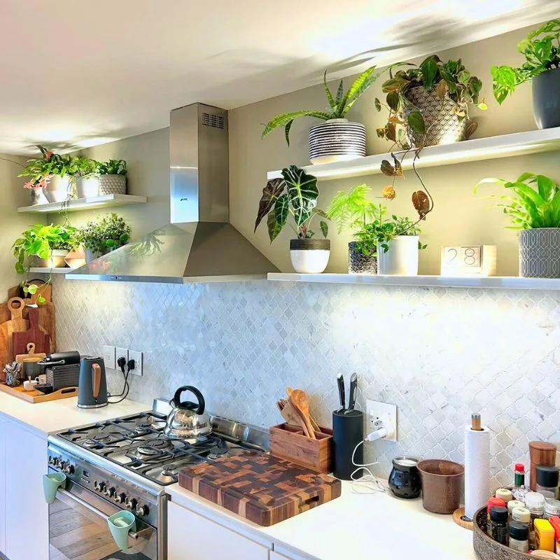Plants for Kitchen Cabinets Feature Image