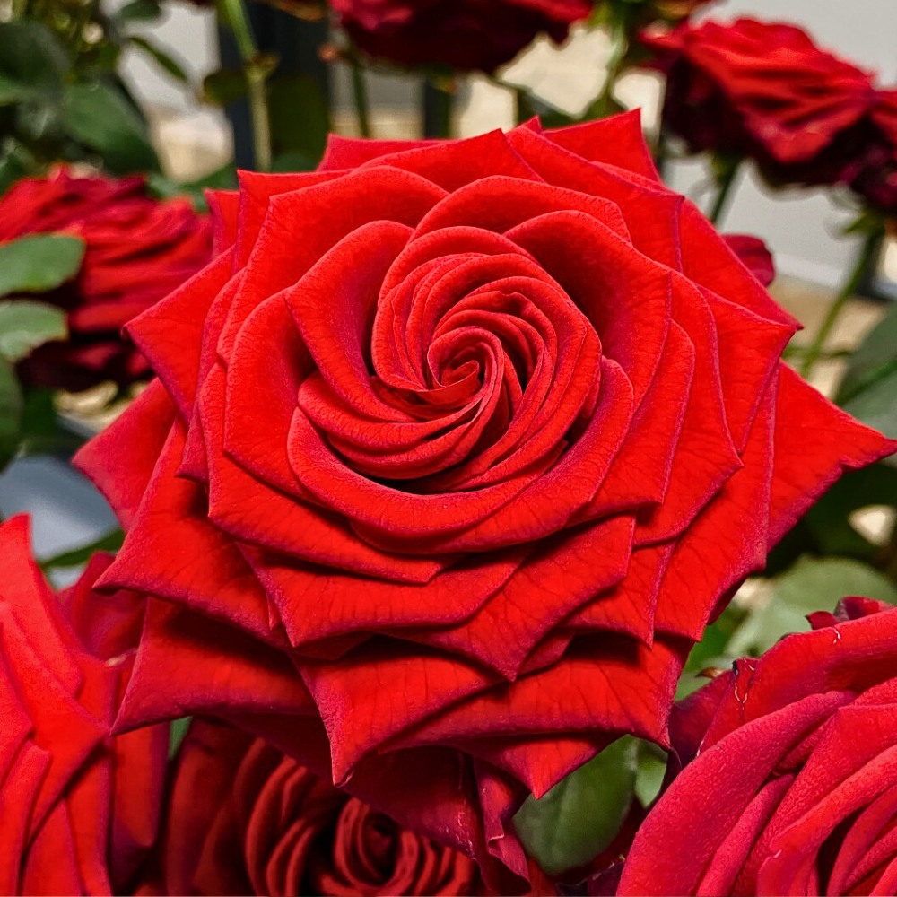 How (Should) Flower Growers Prepare for Valentine's Day