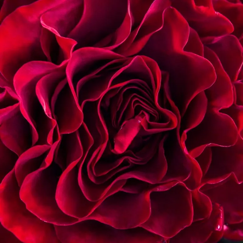 Rose Hearts by Jan Spek Rozen