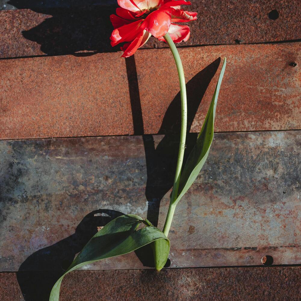 Red tulip on rusted metal surface