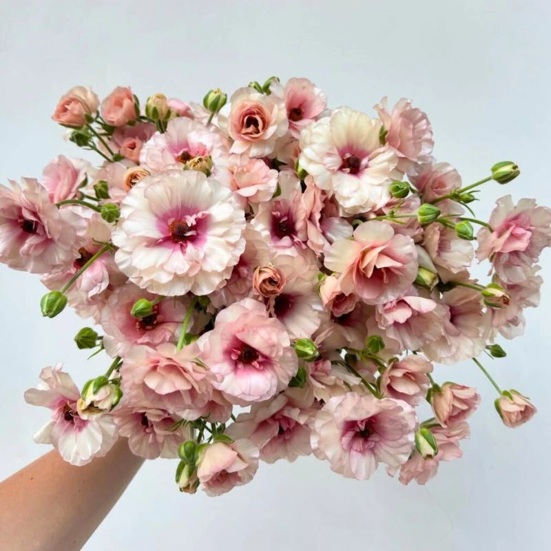 More Than Greens – Ranunculus Butterfly From Watsonville, California