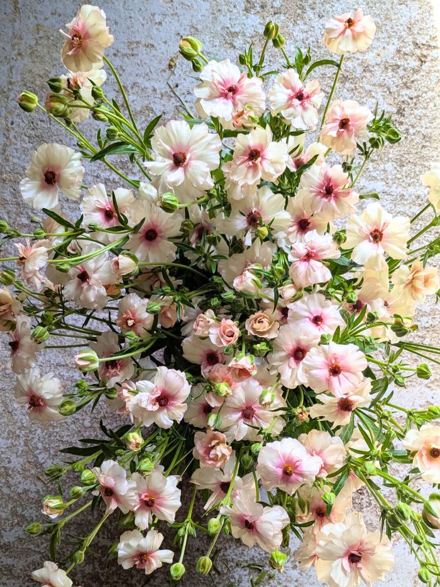 Blooms in the butterfly Ranunculus