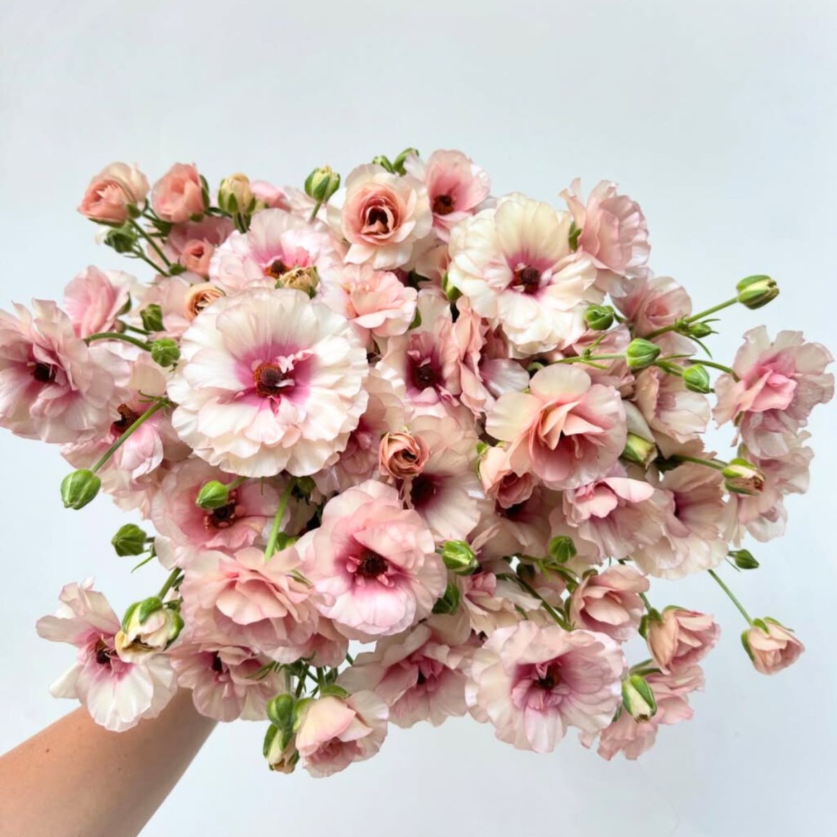 Light pink butterfly Ranunculus