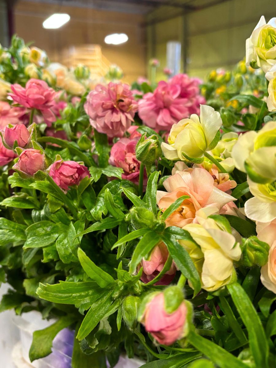 Continental Floral Greens ranunculus flowers