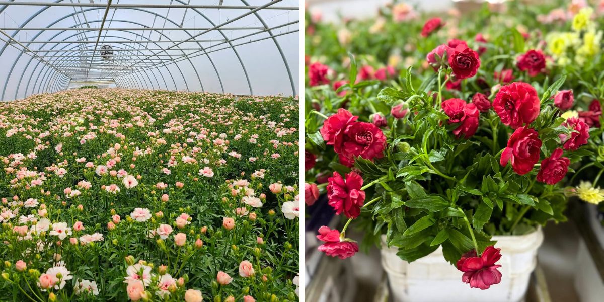 Ranunculus Ariadne and Ranunculus Hades