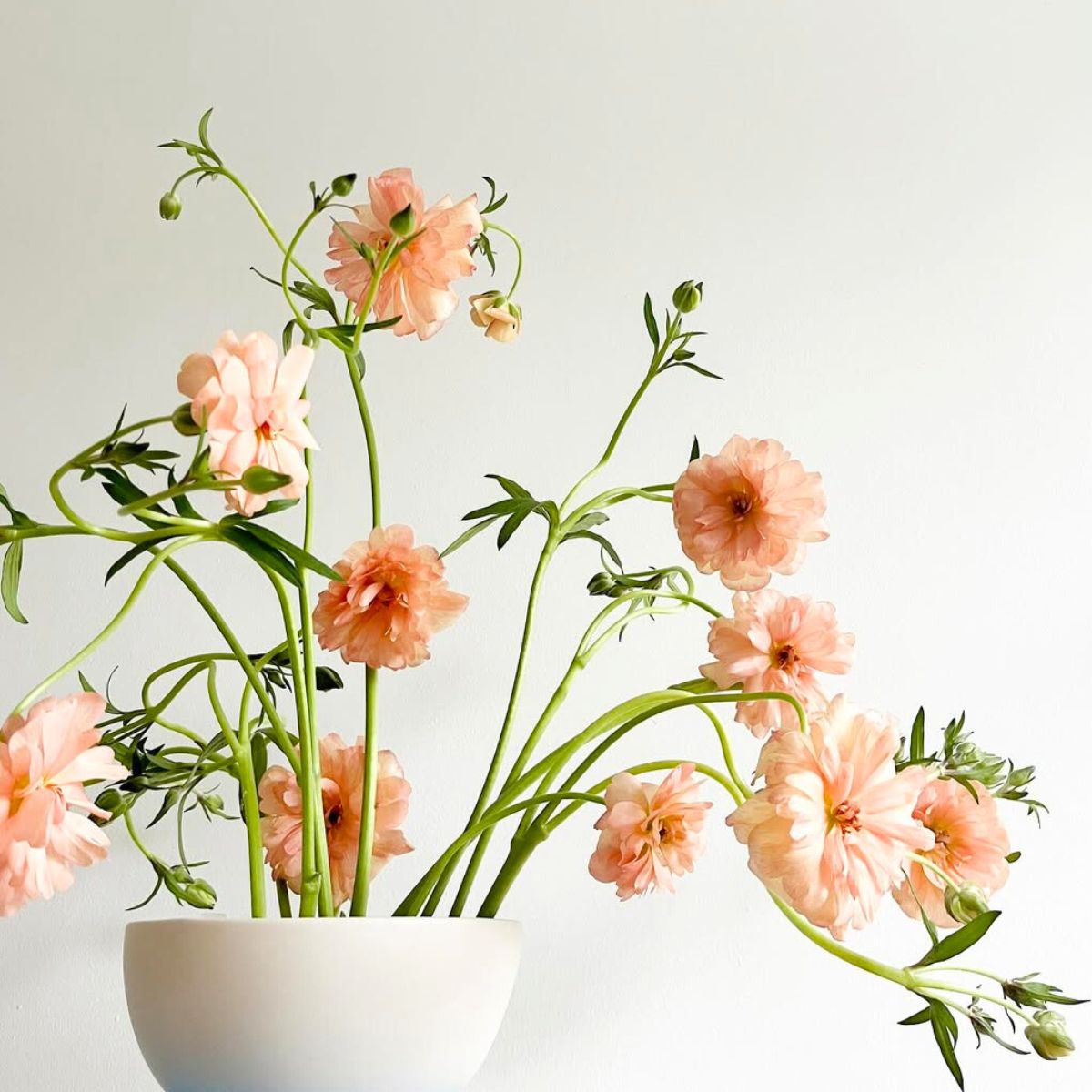 Light peach ranunculus