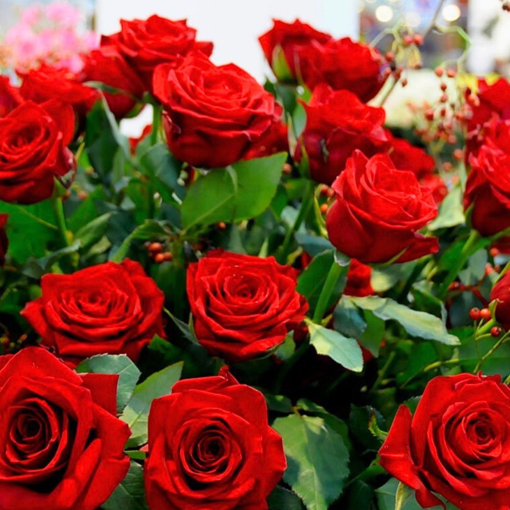 Red roses meaning on Valentines Day