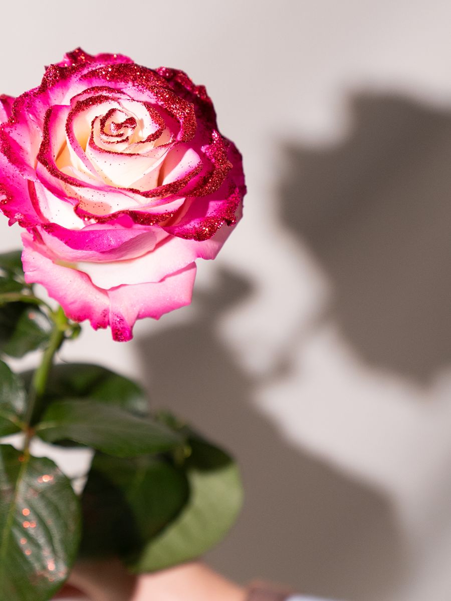 A glittery pink rose by Star roses