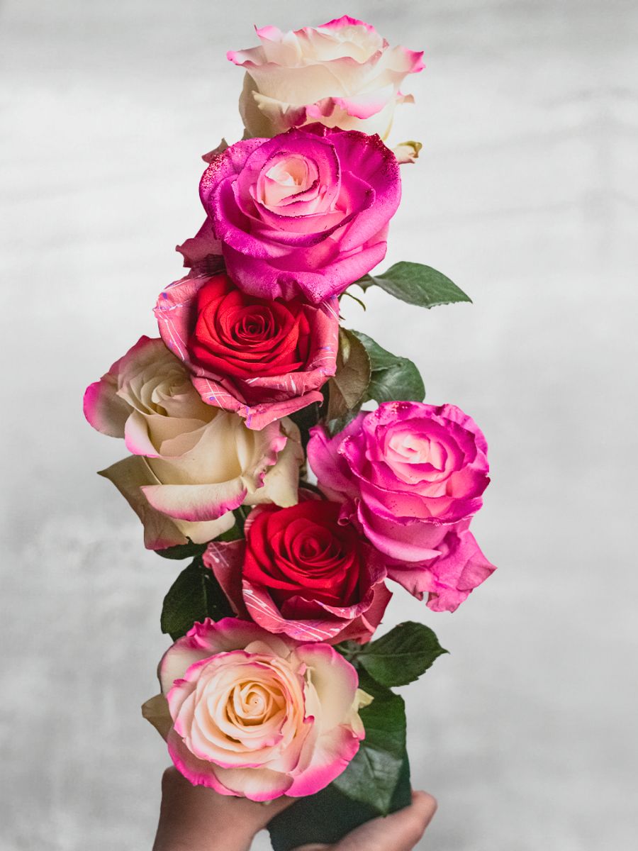 Combination of pink tinted roses
