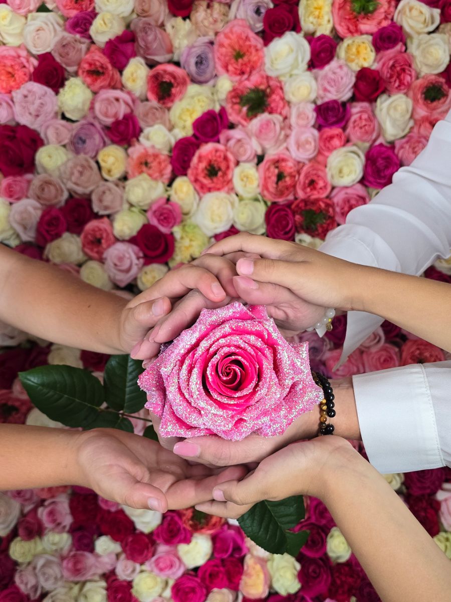 Bright pink rose for Valentines Day Bright pink rose for Valentines Day