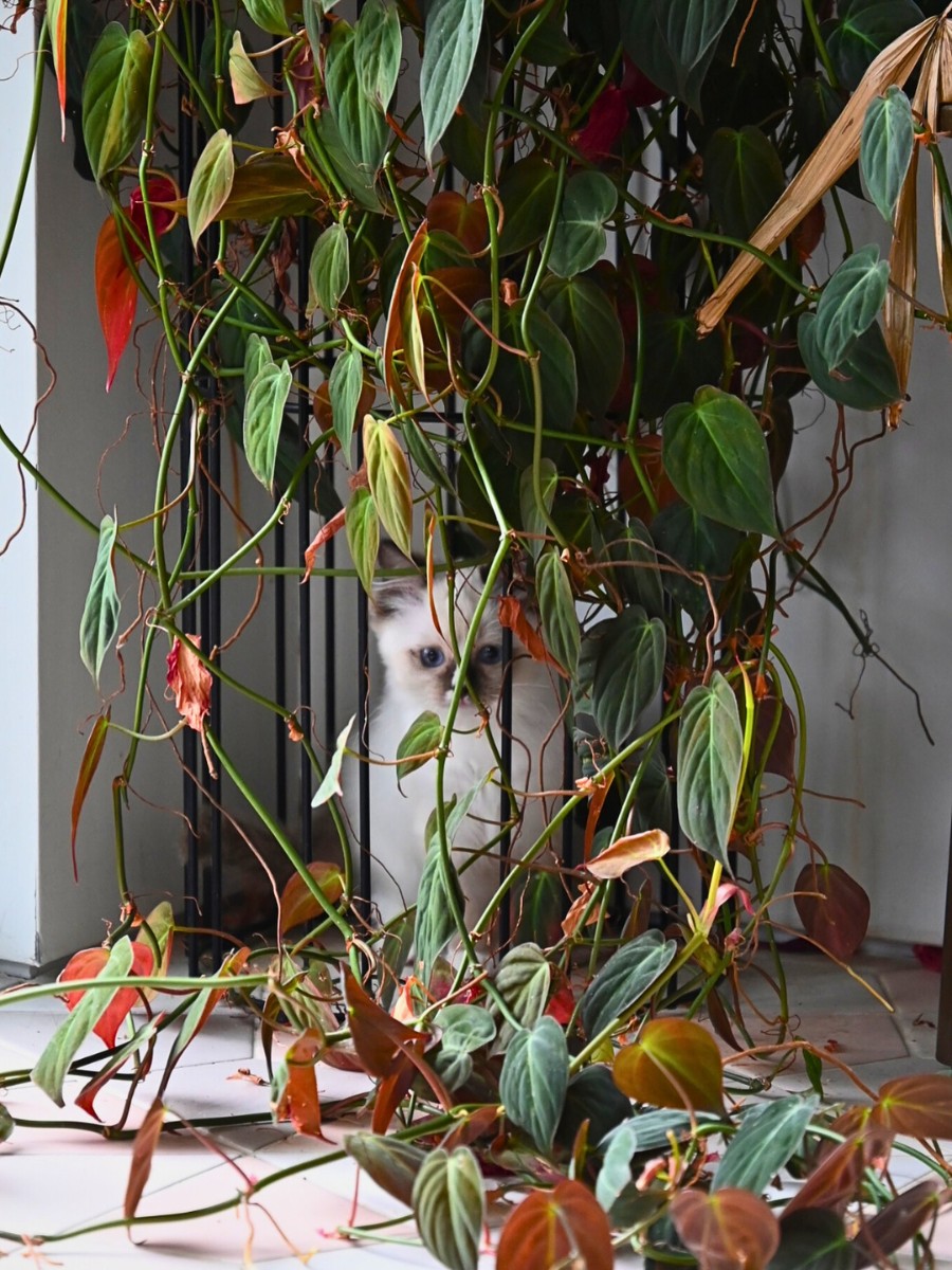 Hilton Carter&rsquo;s Book Unfurls His Personal Experiences Designing His Living Home