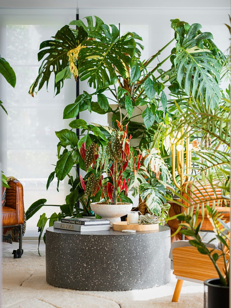 Hilton Carter&rsquo;s Book Unfurled: Designing a Living Home&rsquo; Invites Readers Into His Home to Witness a Personal Sanctuary That Has Gradually Evolved to Mirror His Style, Creativity, and Love for Plants.