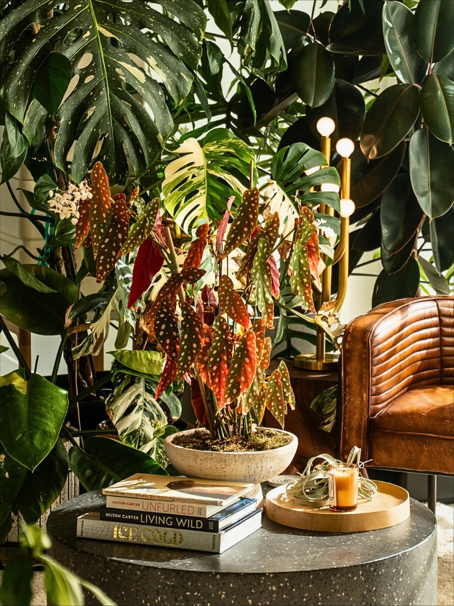 Hilton Carter&rsquo;s Book Unfurled: Designing a Living Home&rsquo; Invites Readers Into His Home to Witness a Personal Sanctuary That Has Gradually Evolved to Mirror His Style, Creativity, and Love for Plants.