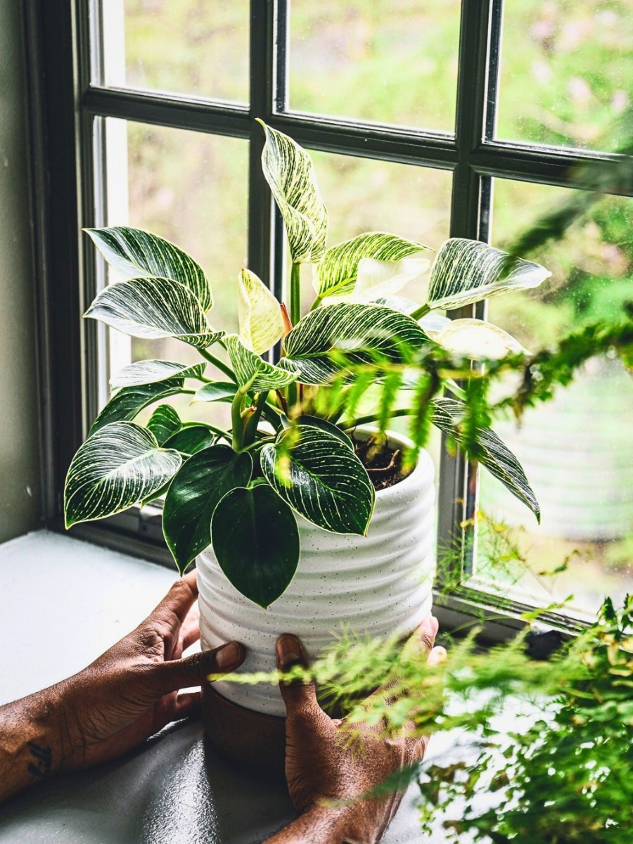 Hilton Carter&rsquo;s Book Unfurled: Designing a Living Home&rsquo; Invites Readers Into His Home to Witness a Personal Sanctuary That Has Gradually Evolved to Mirror His Style, Creativity, and Love for Plants.