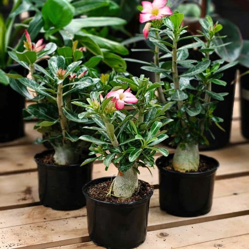 Best Fertilizer for Flowering Plants Feature Image