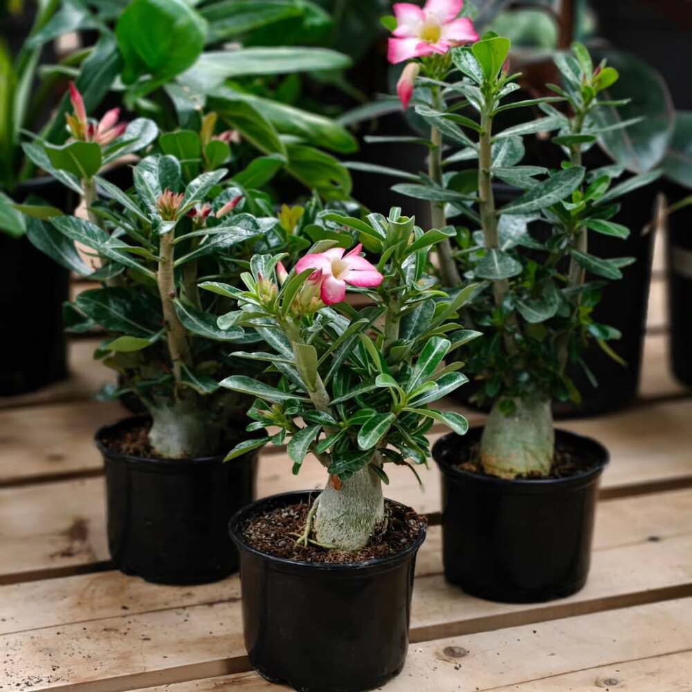 Blooming desert rose plants in pots