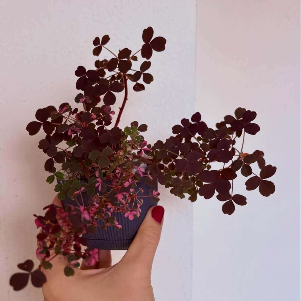 Potted purple shamrock oxalis plant