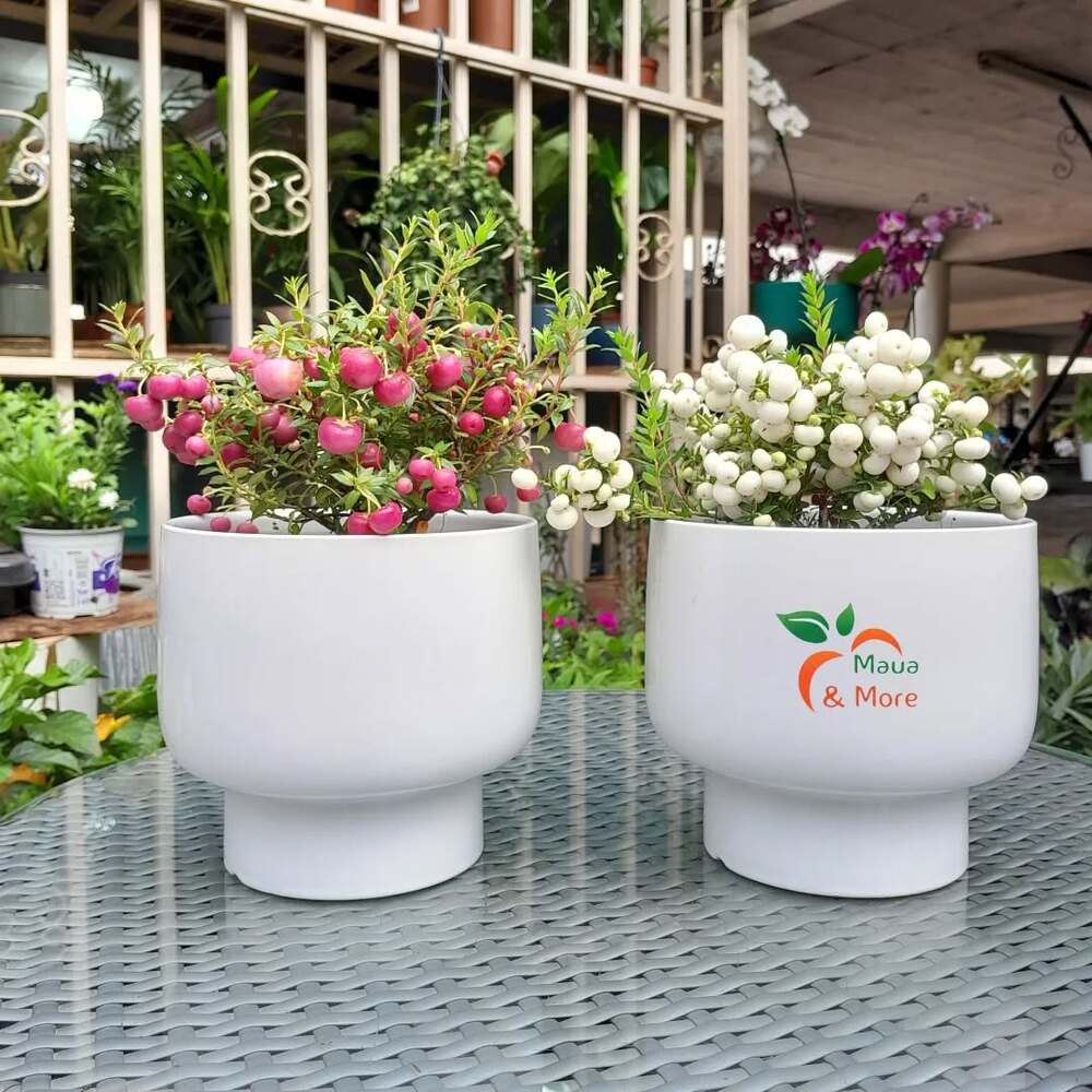 Potted Gaultheria berry plants