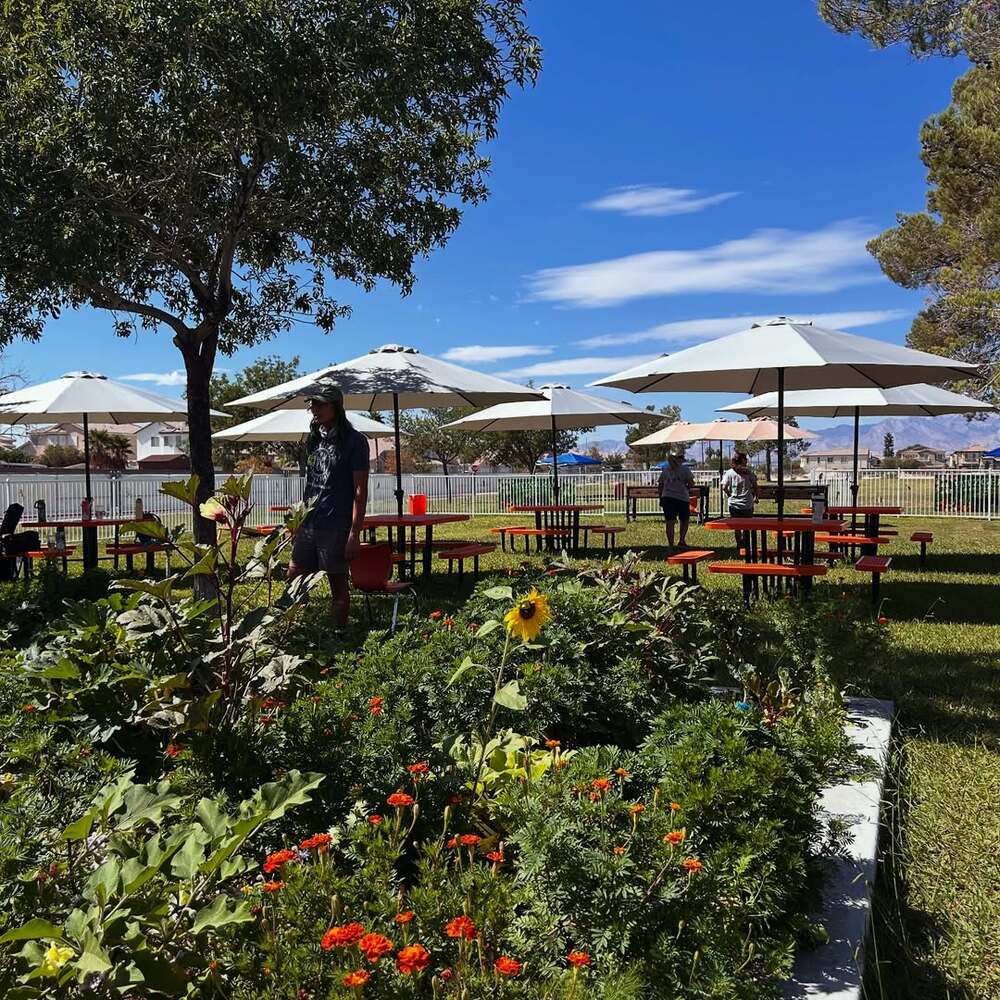 Sunflowers and marigolds in garden
