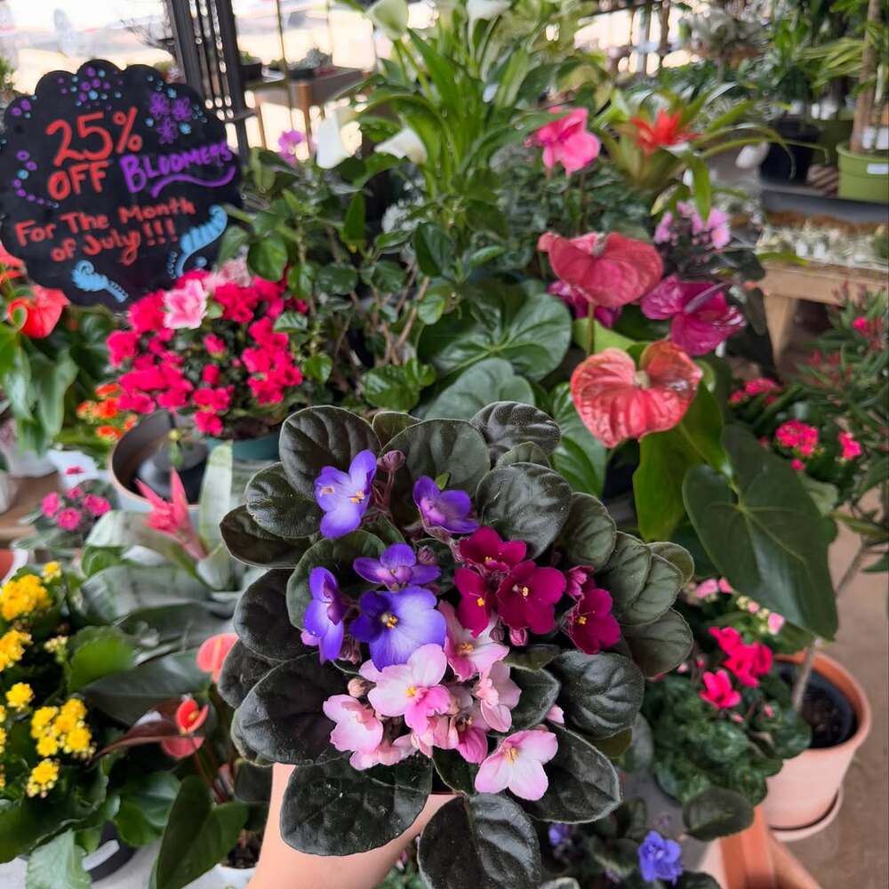 Colorful African violets in bloom