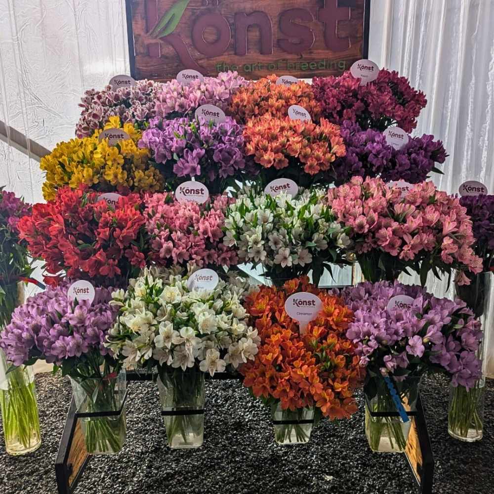 K&ouml;nst Alstroemeria&rsquo;s Eight Decades of Breeding Superior Genetics