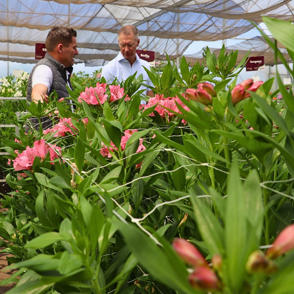 K&ouml;nst Alstroemeria Marks Eight Decades of Breeding Superiority