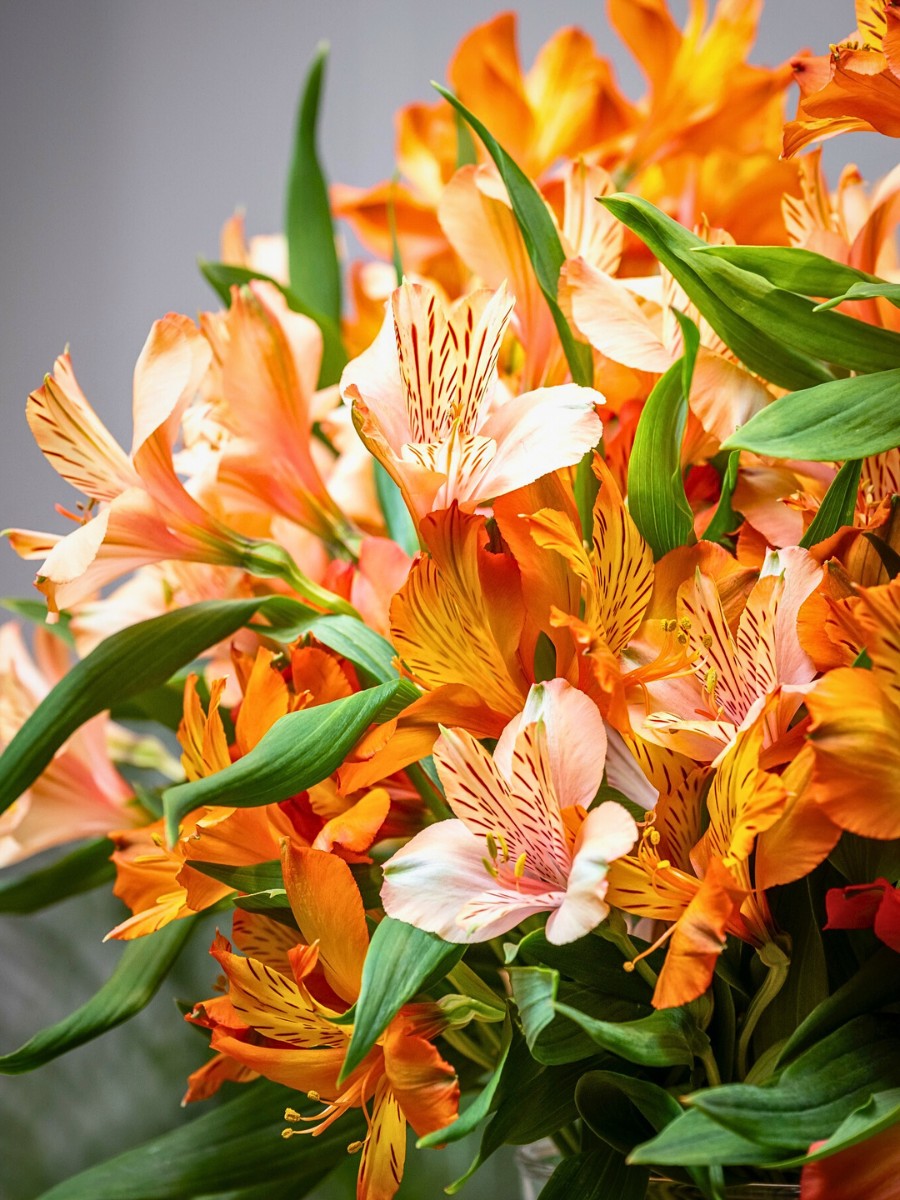 K&ouml;nst Alstroemeria&rsquo;s Eight Decades of Breeding Superior Genetics