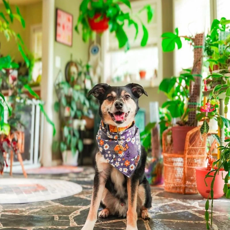 Dog posing with plants