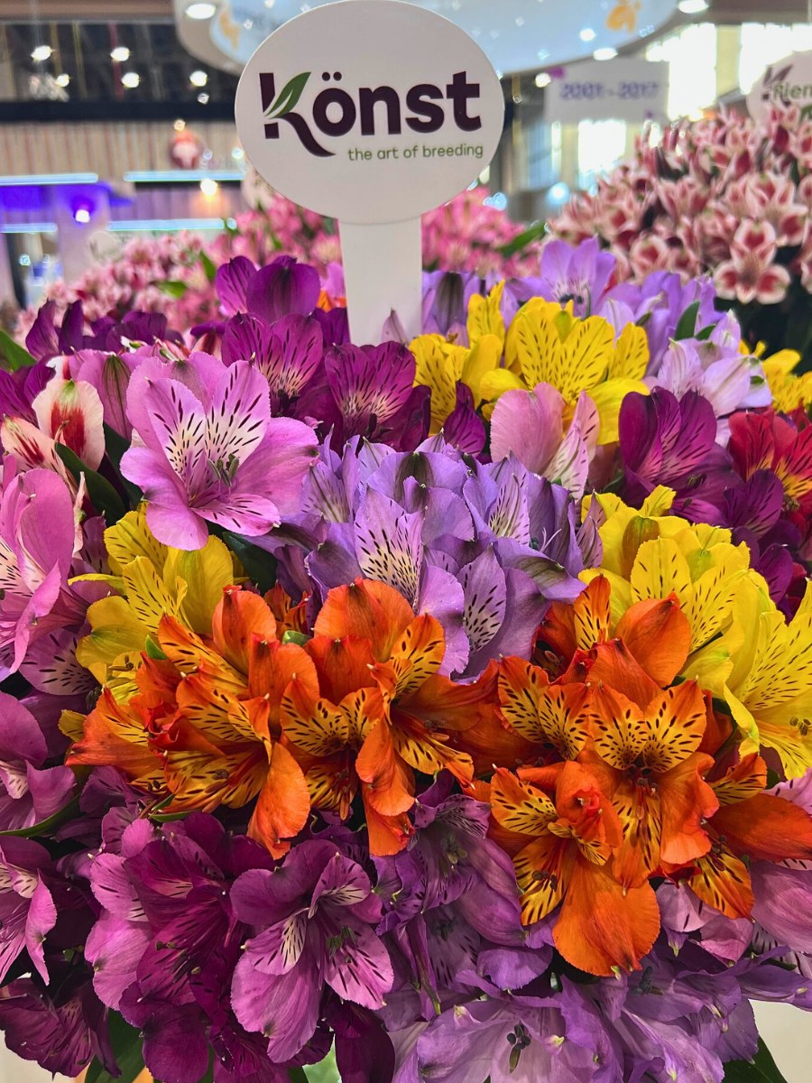 K&ouml;nst Alstroemeria Marks Eight Decades of Breeding Superiority