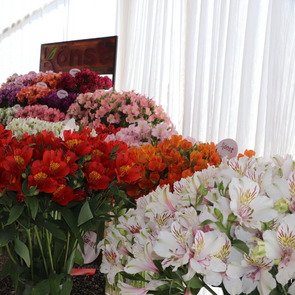 K&ouml;nst Alstroemeria&rsquo;s Eight Decades of Breeding Superior Genetics