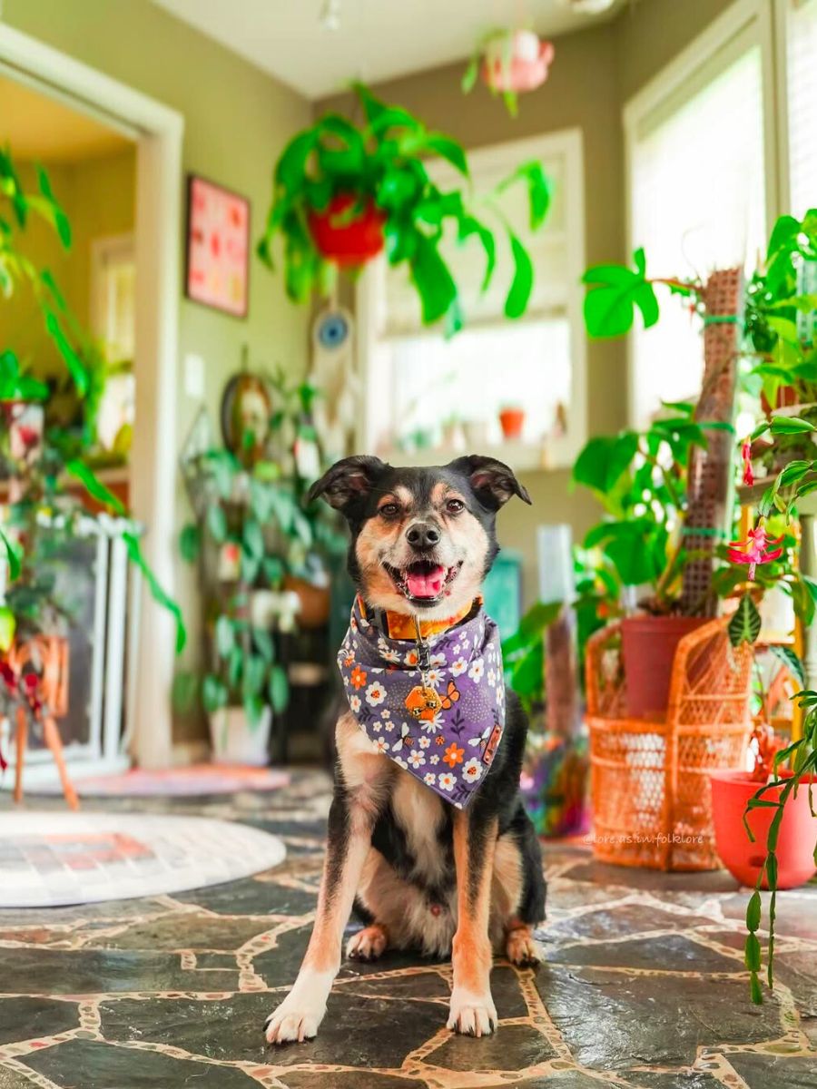 A dog with houseplants