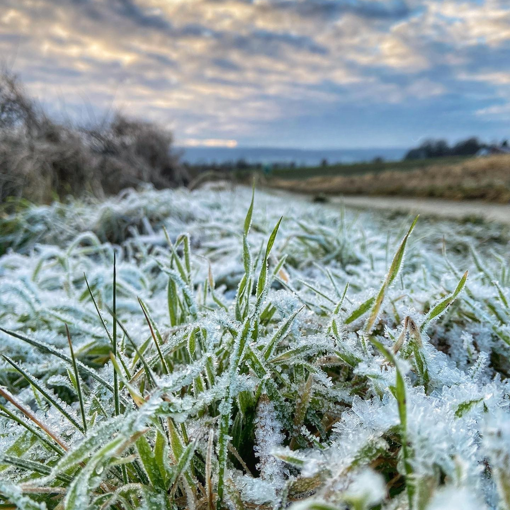 Frost forming on grass