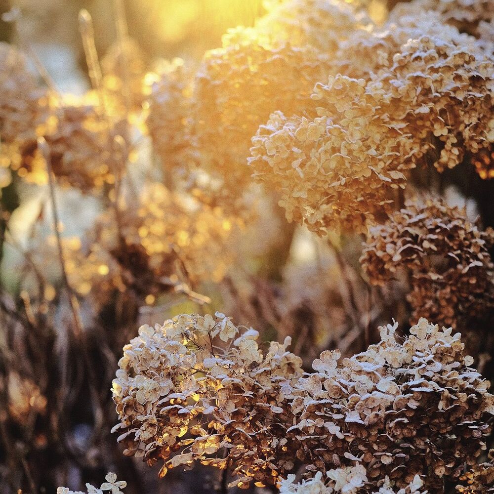 plants and flowers can be stunningly beautiful in winter sun