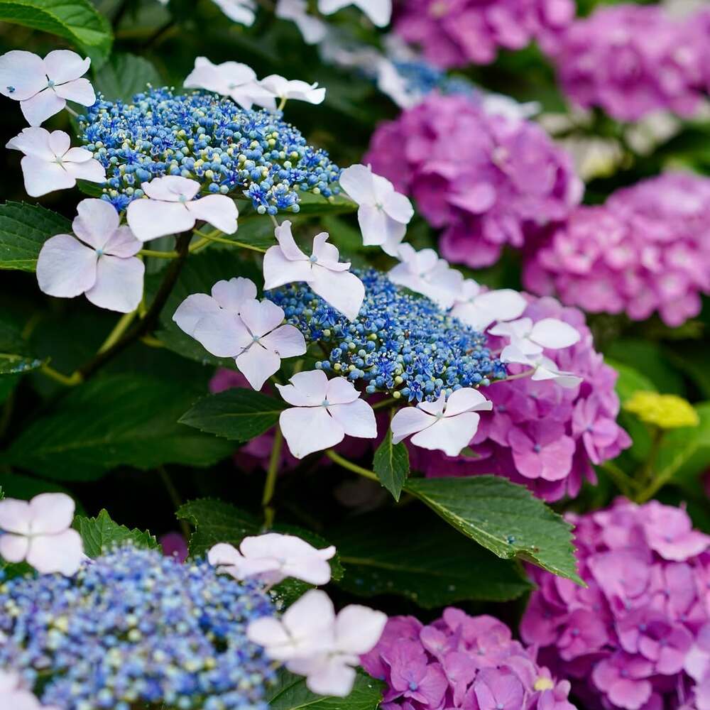 Vibrant gerbera display in Japan