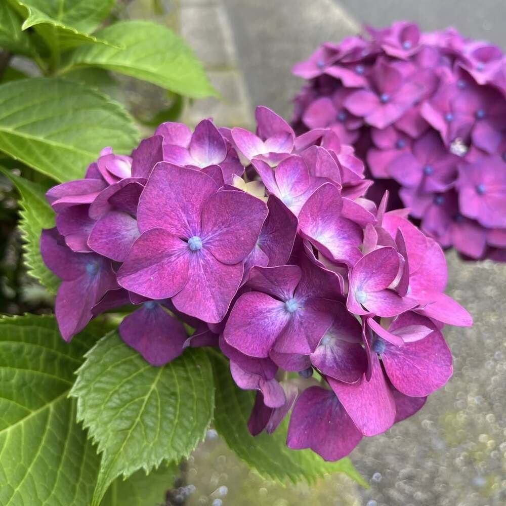 Vibrant purple hydrangea flower close-up