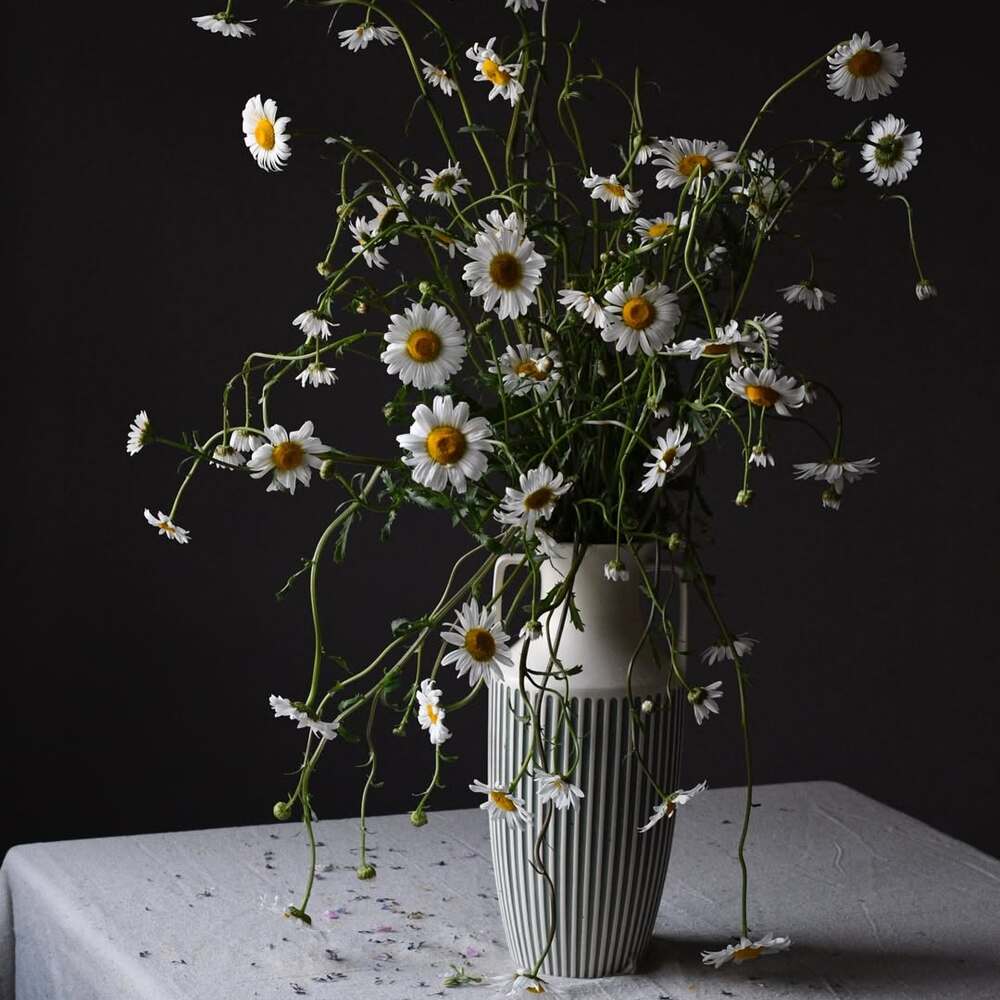 Elegant white oxeye daisy arrangement