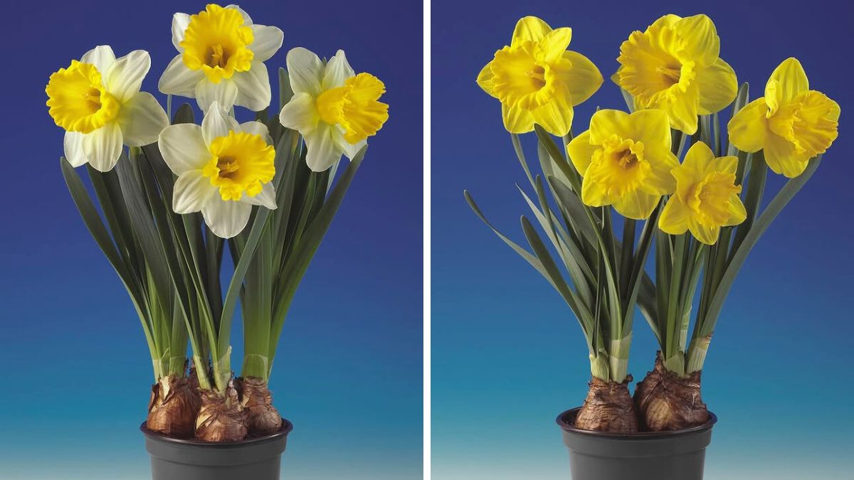 Narcissus Gold Medal and Attraction from Fa. Bisschops Narcissus Gold Medal and Attraction from Fa. Bisschops