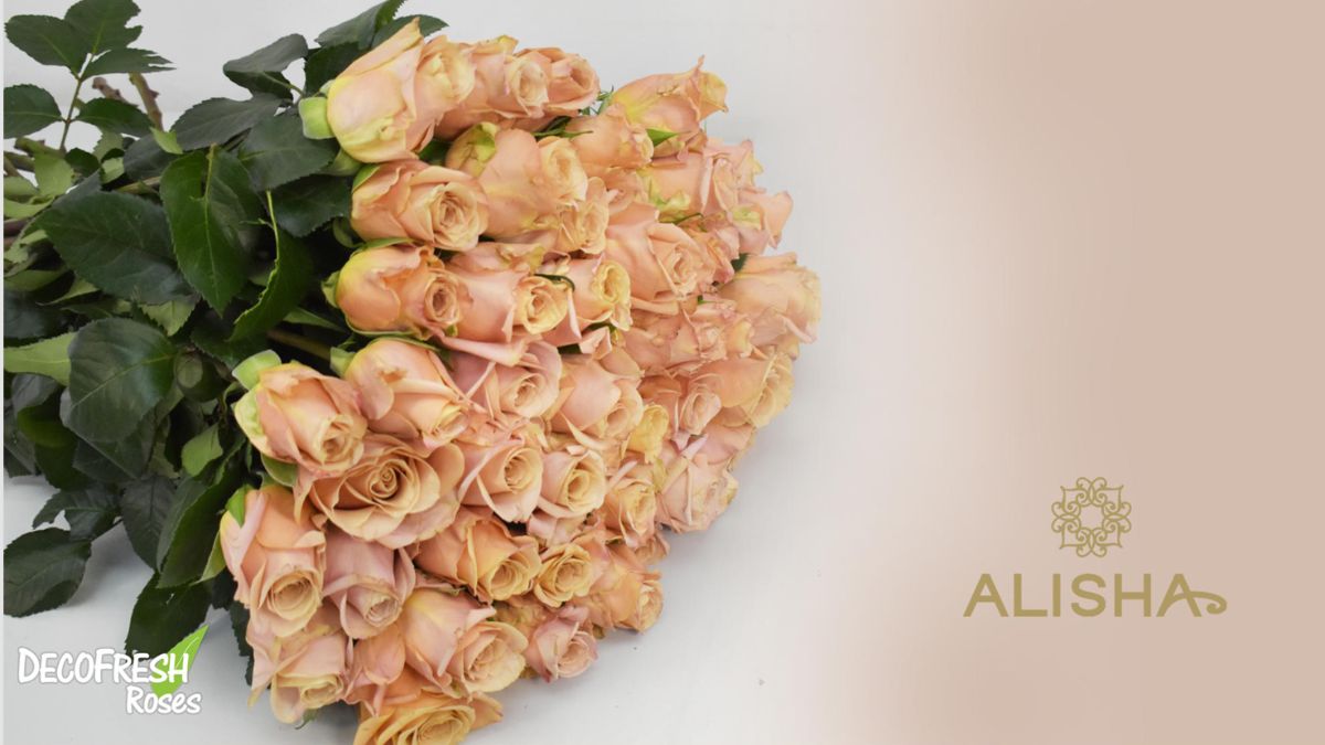 Rose Sand Dune by DecoFresh Roses Rose Sand Dune by DecoFresh Roses