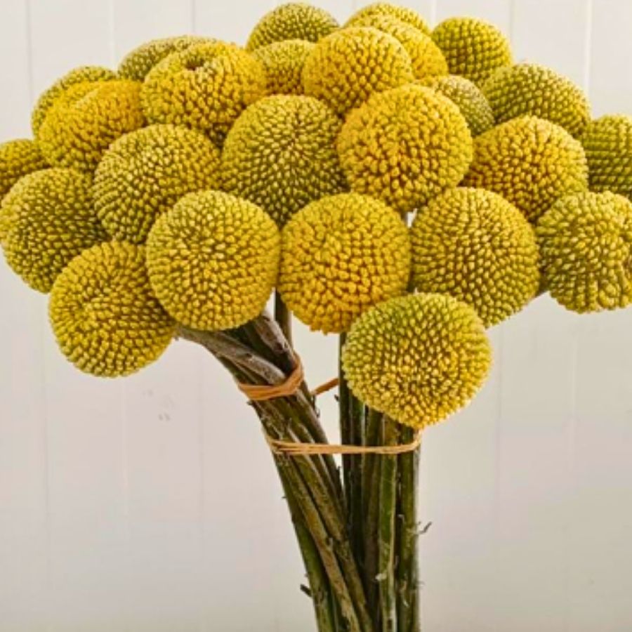 Omega Blooms Ltd Omega Blooms Ltd