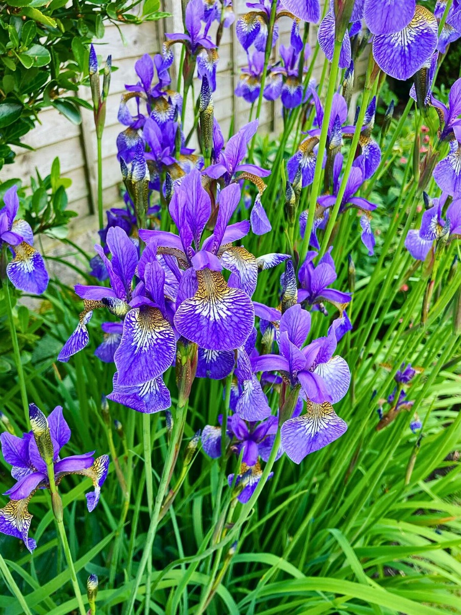 Growing Iris Sibirica