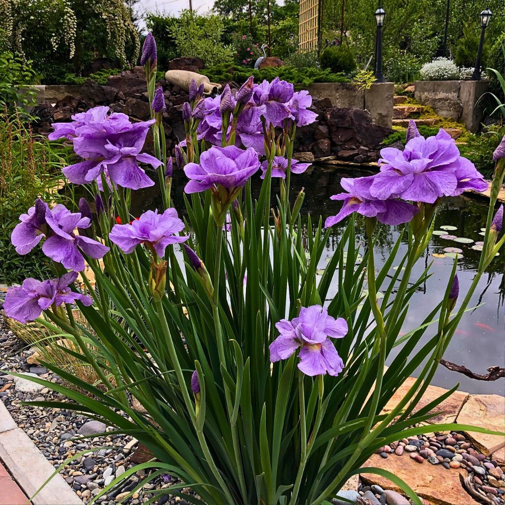 Iris sibirica Rigamarole growing near a small artificial pond