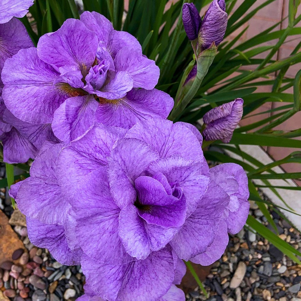 close up of iris sibirica flowers