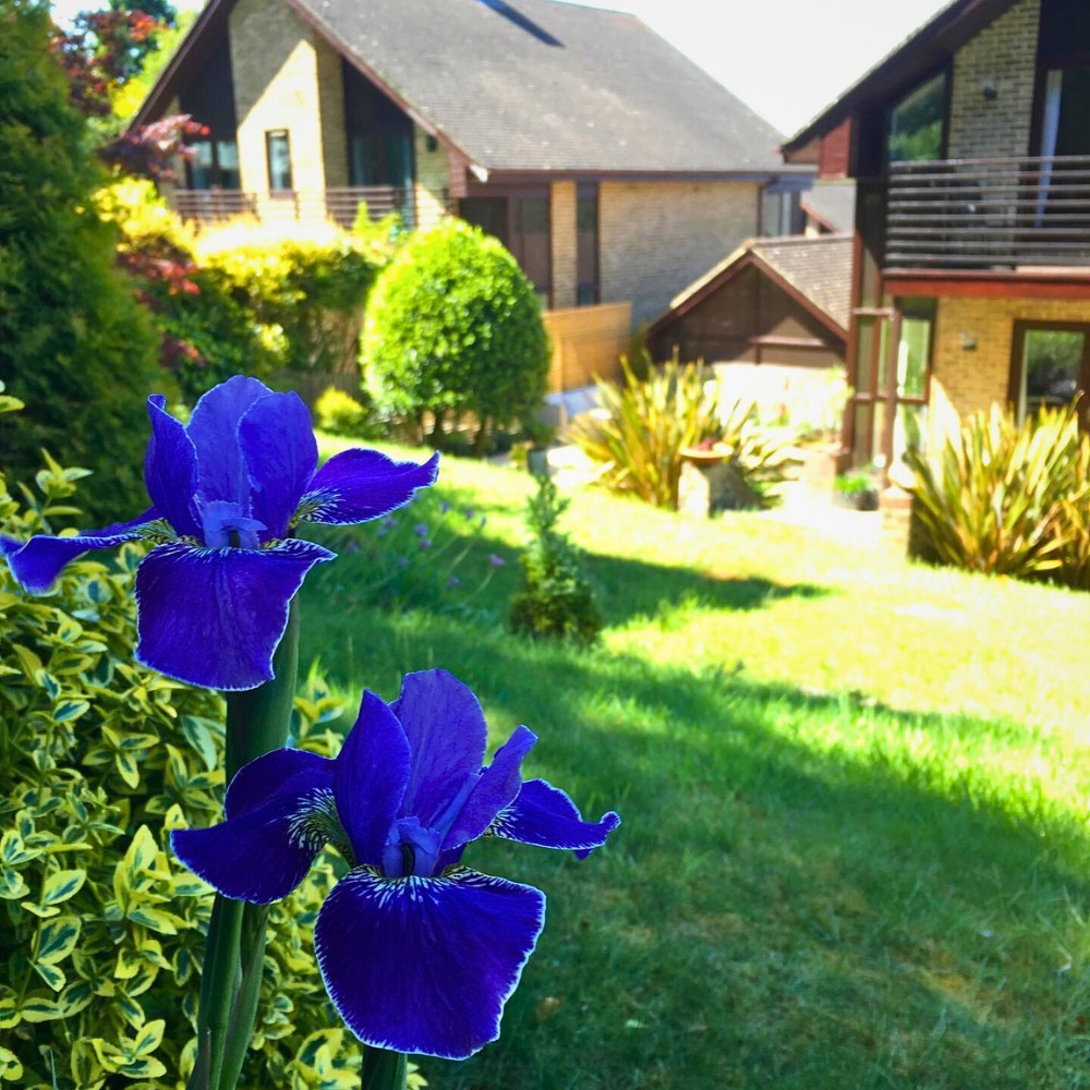 upright petals of the Iris Sibirica flowers